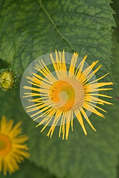 Yellow ox-eye Telekia speciosa, a yellow flower