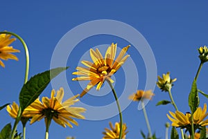 Yellow Oxeye Sunflowers (Heliopsis helianthoides)