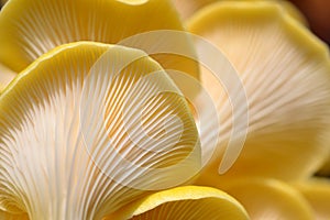 Yellow Oyster Mushrooms 11 Pleurotus citrinopileatus