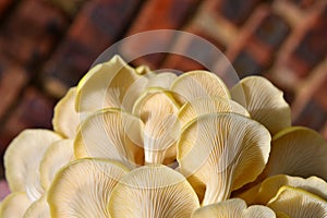 Yellow Oyster Mushrooms 12 Pleurotus citrinopileatus