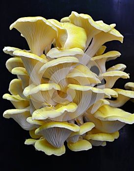 Yellow Oyster Mushrooms 2 Pleurotus citrinopileatus