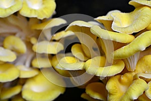 Yellow Oyster Mushrooms 5 Pleurotus citrinopileatus