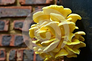 Yellow Oyster Mushrooms 6 Pleurotus citrinopileatus