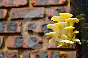 Yellow Oyster Mushrooms 7 Pleurotus citrinopileatus