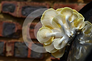 Yellow Oyster Mushrooms 8 Pleurotus citrinopileatus