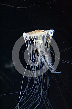 Yellow Pacific sea nettle Jellyfish