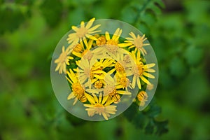 A yellow Packera or Golden ragwort flower with lush green leaves surrounded by lush green trees and plants in the woods