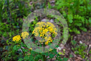 A yellow Packera or Golden ragwort flower with lush green leaves surrounded by lush green trees and plants in the woods