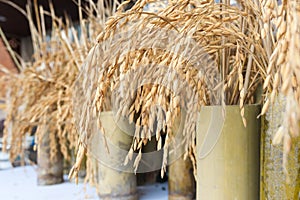 Yellow paddy rice seed on the pot