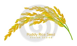 Yellow paddy rice seed vector design