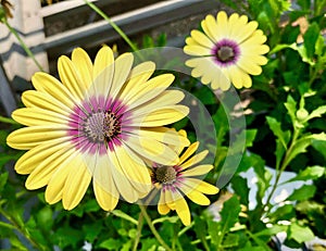 A Yellow Painted Daisy