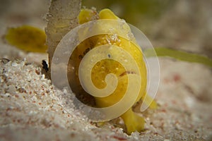 A Yellow Painted Frogfish - Antennarius pictus waits in ambush