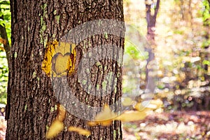 Yellow painted heart carved into tree on a trail