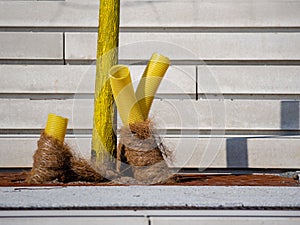 Yellow painted young tree with visble corrugated plastic pipe drainage and coconut matting.