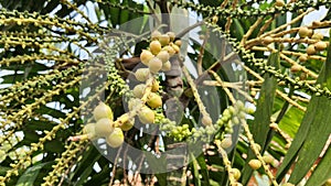 yellow palm, butterfly palm (Dypsis lutescens). Growing in the garden