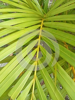 Yellow palm & x28;Dypsis lutescens& x29; is a popular ornamental plant.