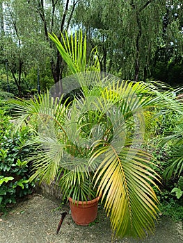 Yellow palm or Dypsis lutescens is a popular ornamental plant that is usually found in yards