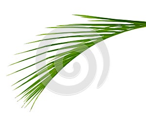 Yellow palm leaves Dypsis lutescens.