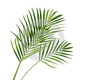 Yellow palm leaves Dypsis lutescens or Golden cane palm, Areca palm leaves, Tropical foliage isolated on white background