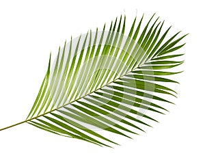 Yellow palm leaves Dypsis lutescens or Golden cane palm, Areca palm leaves, Tropical foliage isolated on white background