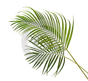 Yellow palm leaves Dypsis lutescens or Golden cane palm, Areca palm leaves, Tropical foliage isolated on white background