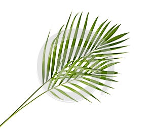 Yellow palm leaves Dypsis lutescens or Golden cane palm, Areca palm leaves, Tropical foliage isolated on white background