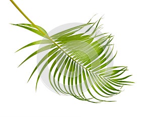 Yellow palm leaves Dypsis lutescens or Golden cane palm, Areca palm leaves, Tropical foliage isolated on white background