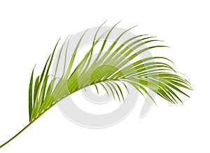 Yellow palm leaves Dypsis lutescens or Golden cane palm, Areca palm leaves, Tropical foliage isolated on white background