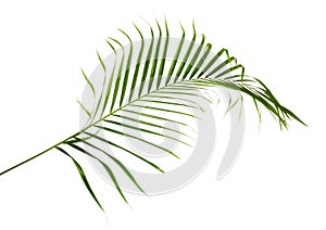 Yellow palm leaves Dypsis lutescens or Golden cane palm, Areca palm leaves, Tropical foliage isolated on white background