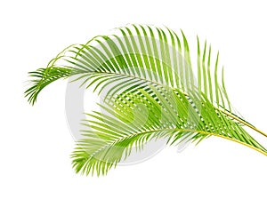 Yellow palm leaves Dypsis lutescens or Golden cane palm, Areca palm leaves, Tropical foliage isolated on white background