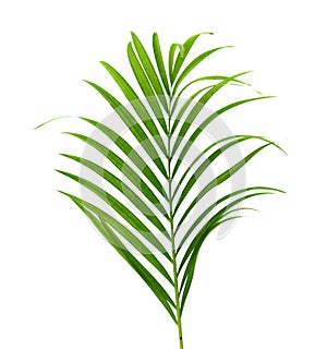 Yellow palm leaves Dypsis lutescens or Golden cane palm, Areca palm leaves, Tropical foliage isolated on white background.