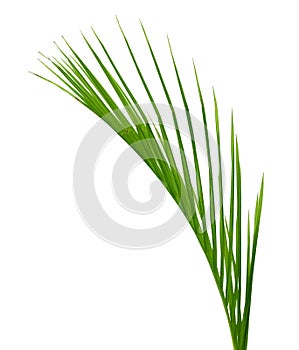 Yellow palm leaves Dypsis lutescens or Golden cane palm, Areca palm leaves, Tropical foliage isolated on white background.