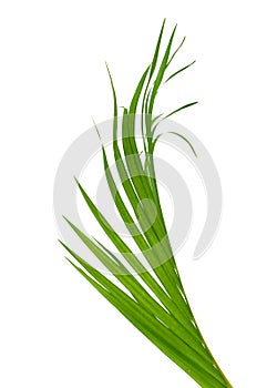 Yellow palm leaves Dypsis lutescens or Golden cane palm, Areca palm leaves, Tropical foliage isolated on white background.