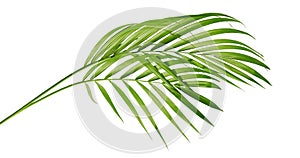 Yellow palm leaves Dypsis lutescens or Golden cane palm, Areca palm leaves, Tropical foliage isolated on white background