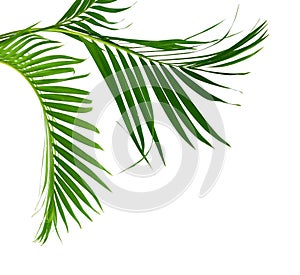 Yellow palm leaves Dypsis lutescens or Golden cane palm, Areca palm leaves, Tropical foliage isolated on white background