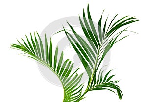 Yellow palm leaves Dypsis lutescens or Golden cane palm, Areca palm leaves, Tropical foliage isolated on white background