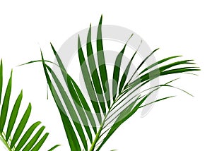 Yellow palm leaves Dypsis lutescens or Golden cane palm, Areca palm leaves, Tropical foliage isolated on white background