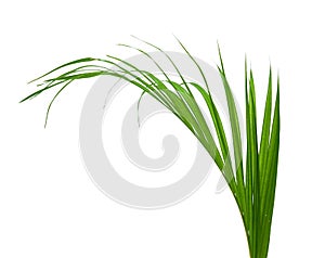 Yellow palm leaves Dypsis lutescens or Golden cane palm, Areca palm leaves, Tropical foliage isolated on white background. Botanic
