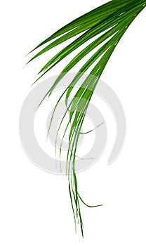 Yellow palm leaves Dypsis lutescens or Golden cane palm, Areca palm leaves, Tropical foliage isolated on white background. Botanic