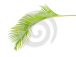 Yellow palm leaves Dypsis lutescens or Golden cane palm, Areca palm leaves, Tropical foliage isolated on white background with c