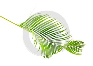 Yellow palm leaves Dypsis lutescens or Golden cane palm, Areca palm leaves, Tropical foliage isolated on white background with c