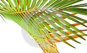 Yellow palm leaves Dypsis lutescens or Golden cane palm, Areca palm leaves, Tropical foliage isolated on white background with c