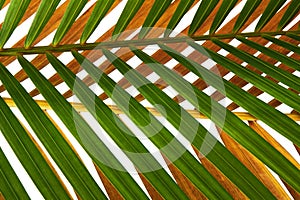 Yellow palm leaves Dypsis lutescens or Golden cane palm, Areca palm leaves, Tropical foliage isolated on white background with c