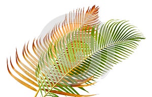 Yellow palm leaves Dypsis lutescens or Golden cane palm, Areca palm leaves, Tropical foliage isolated on white background with c