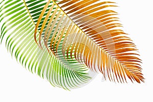 Yellow palm leaves Dypsis lutescens or Golden cane palm, Areca palm leaves, Tropical foliage isolated on white background with c