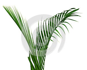 Coconut leaves or Coconut fronds, Green plam leaves, Tropical foliage isolated on white background with clipping path. Botany, clo photo