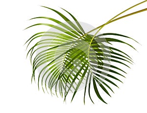 Yellow palm leaves Dypsis lutescens or Golden cane palm, Areca palm leaves, Tropical foliage isolated on white background