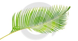 Yellow palm leaves or Golden cane palm, Areca palm leaves, Tropical foliage isolated on white background with clipping path