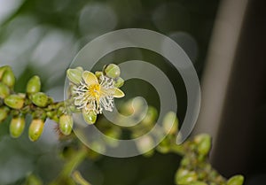 Yellow palm tree flower Dypsis lutescens at tropical botanical garden.