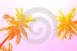 Yellow palm tree on pink sky background. Coco palm pink toned photo.